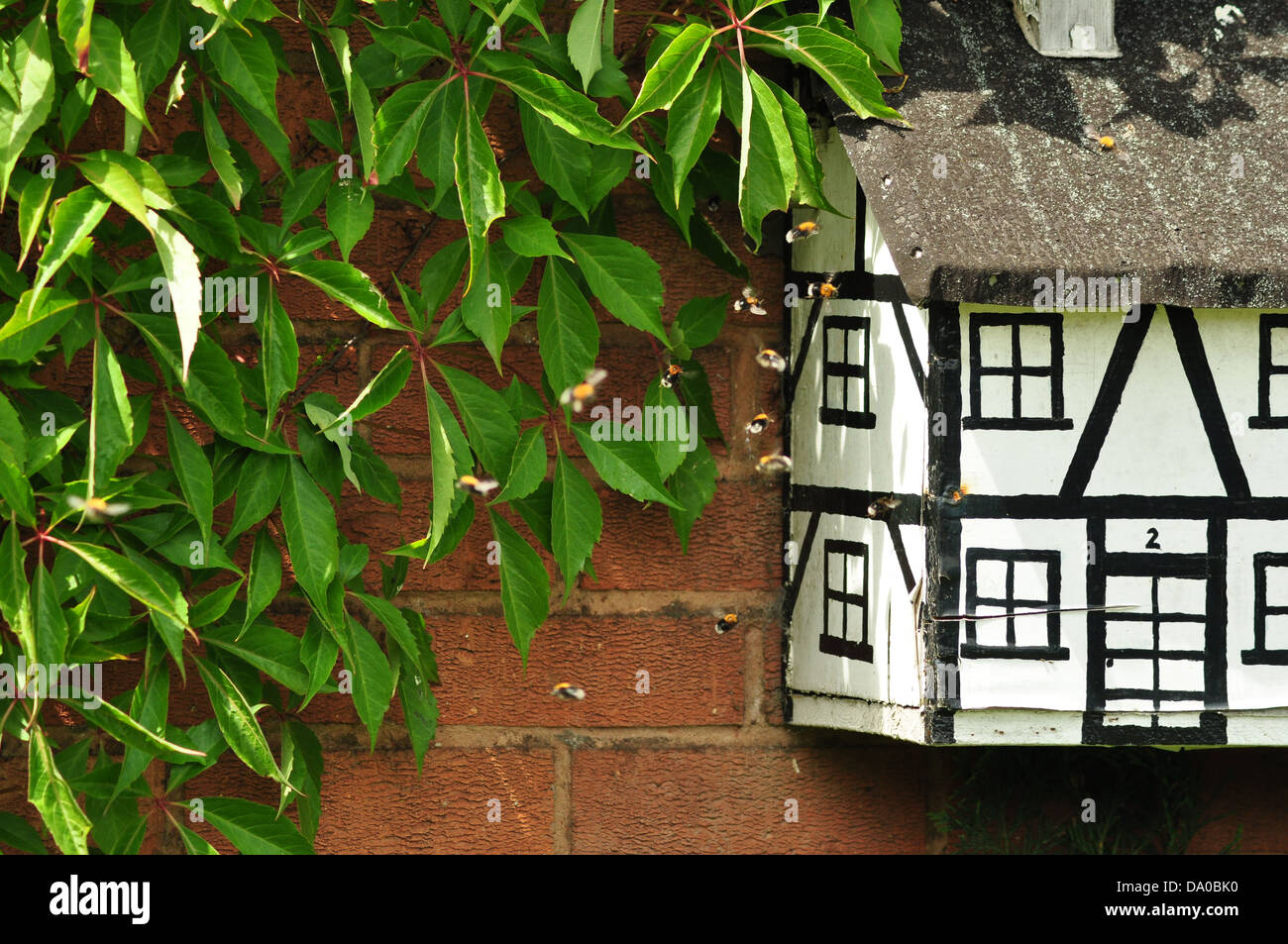 Les bourdons font leur maison dans un nichoir dans un jardin intérieur. Banque D'Images