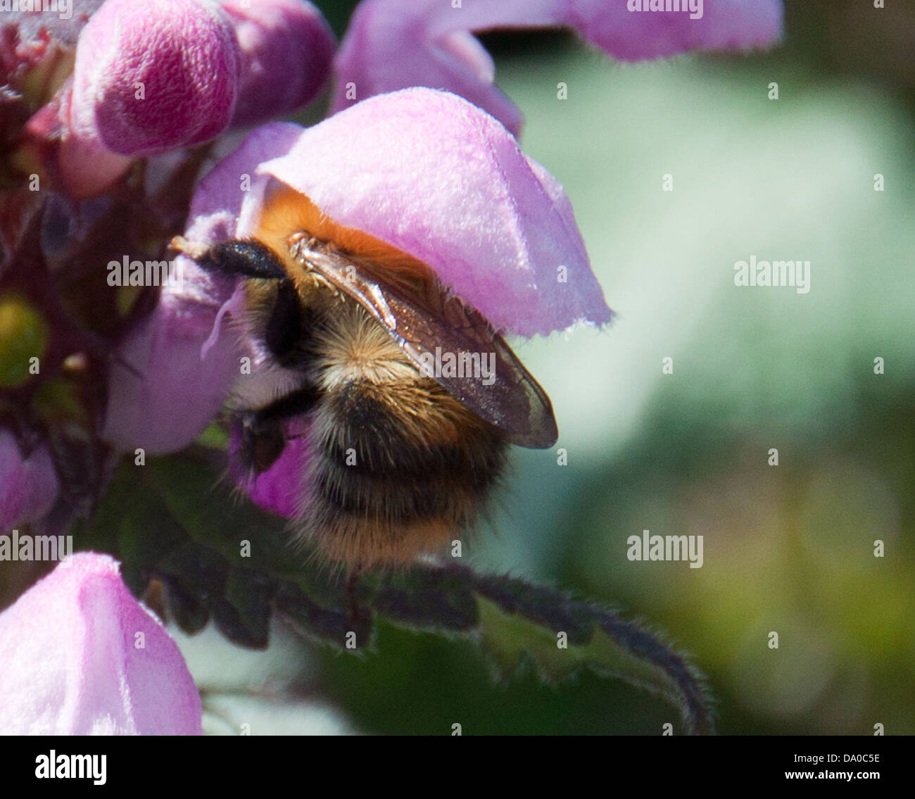 La recherche de l'Abeille du nectar, tandis que la pollinisation des fleurs sauvages locales. Banque D'Images