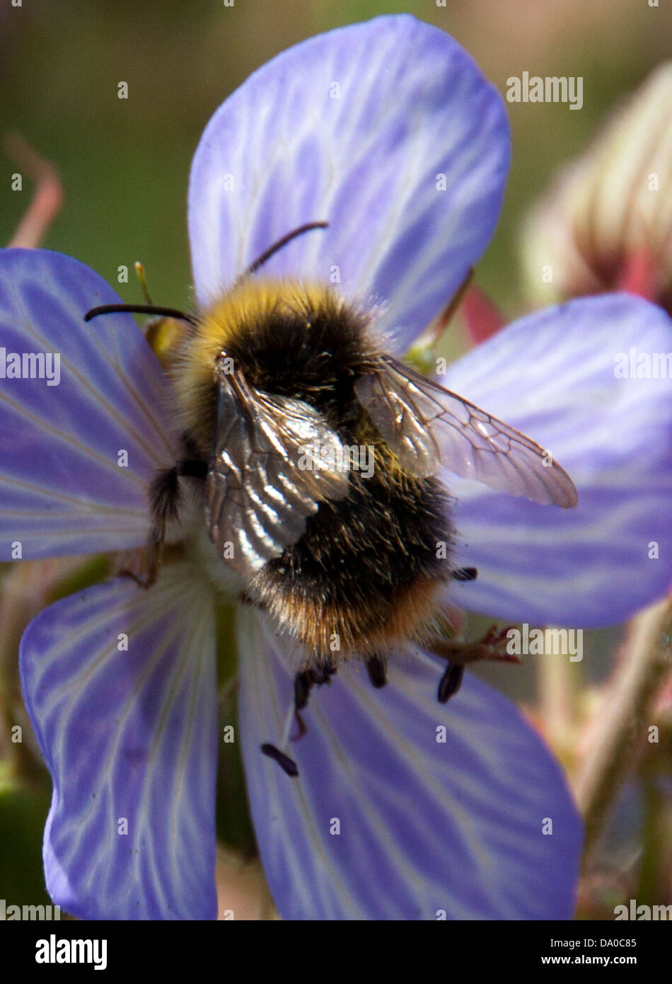 La recherche de l'Abeille du nectar, tandis que la pollinisation des fleurs sauvages locales. Banque D'Images