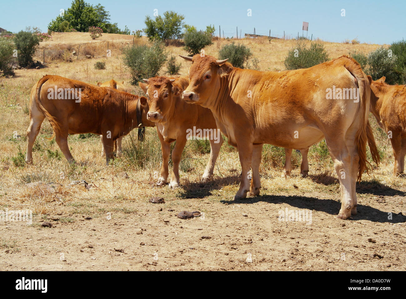 Le bétail de Castro Marim campagne dans le district de Faro dans le pays du Portugal. Banque D'Images