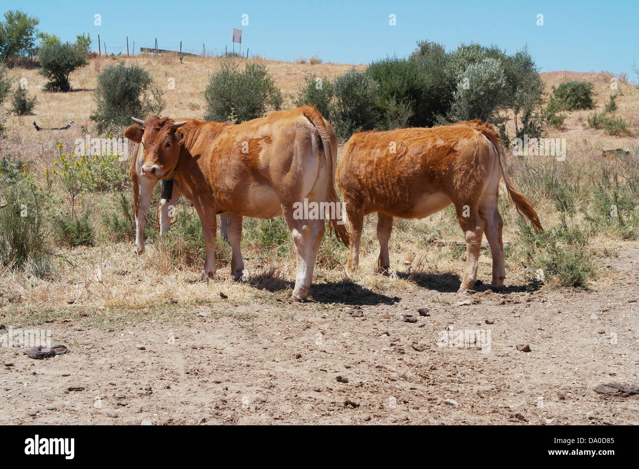 Le bétail de Castro Marim campagne dans le district de Faro dans le pays du Portugal. Banque D'Images