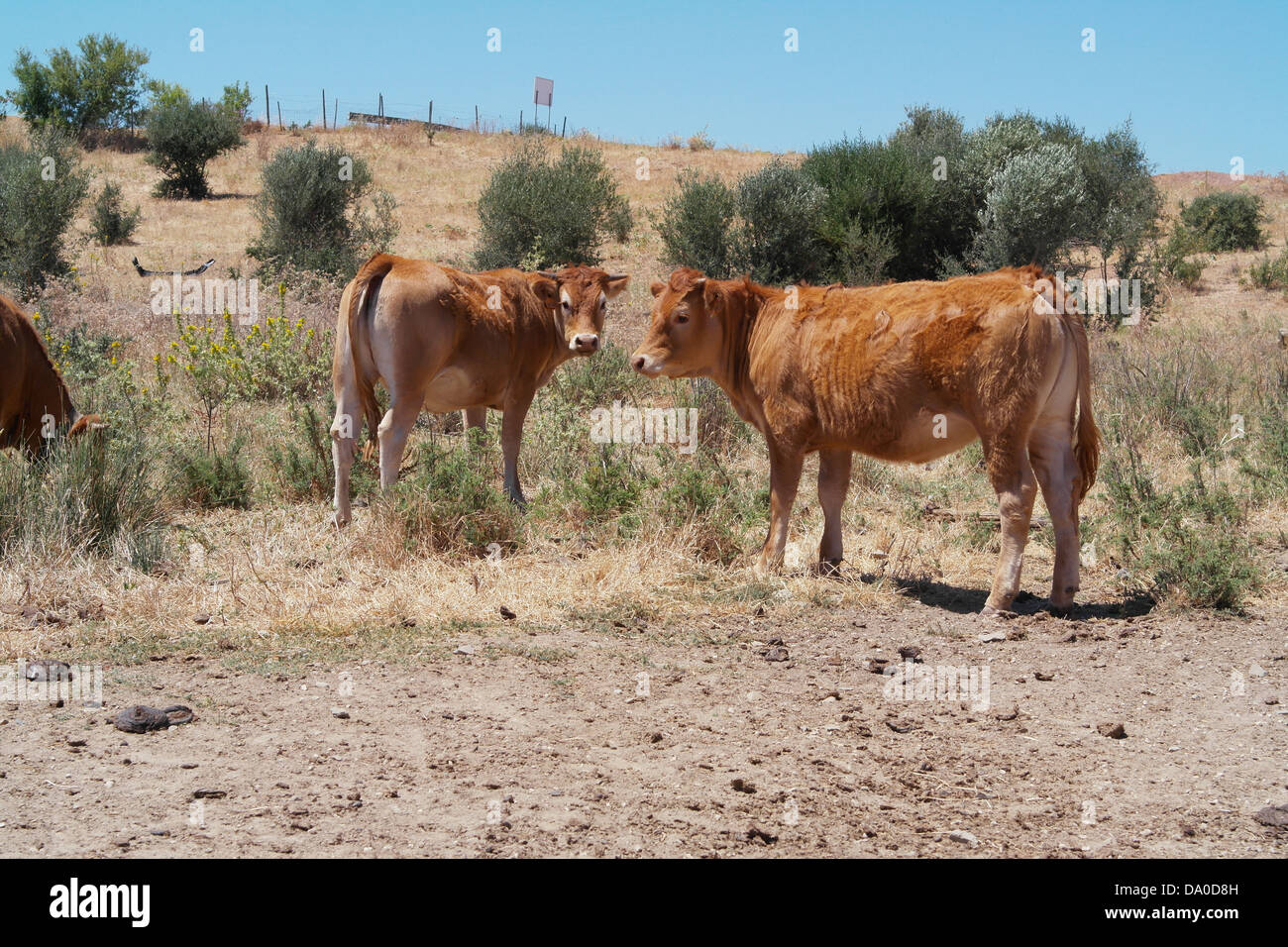 Le bétail de Castro Marim campagne dans le district de Faro dans le pays du Portugal. Banque D'Images