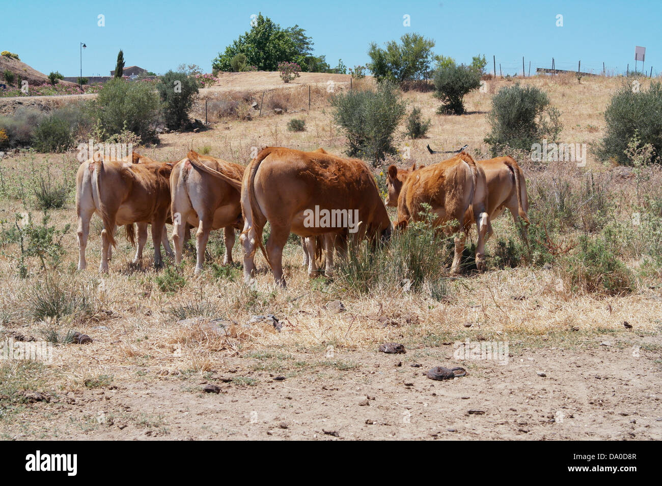 Le bétail de Castro Marim campagne dans le district de Faro dans le pays du Portugal. Banque D'Images