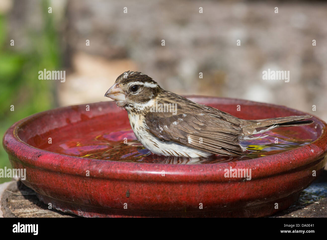 Cardinal à poitrine rose femme baignant dans un bain d'oiseau rouge Banque D'Images