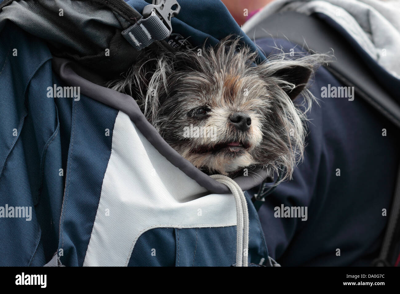 Yorkshire Terrier Chiwawa croix qui sont transportés dans un sac à dos Banque D'Images