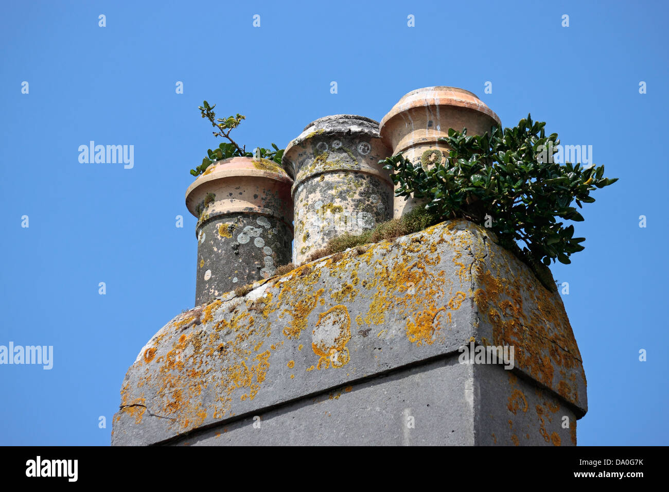 Pots de cheminée avec divers lichens mousses et plantes croissant sur eux Banque D'Images