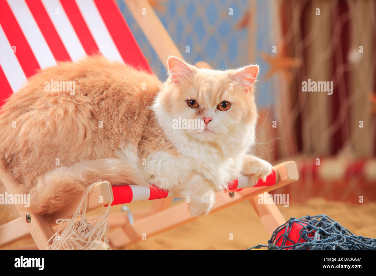 British Longhair Cat, crème-maquereau-tabby-white / Highlander, Lowlander, Britannica, chaise longue Banque D'Images