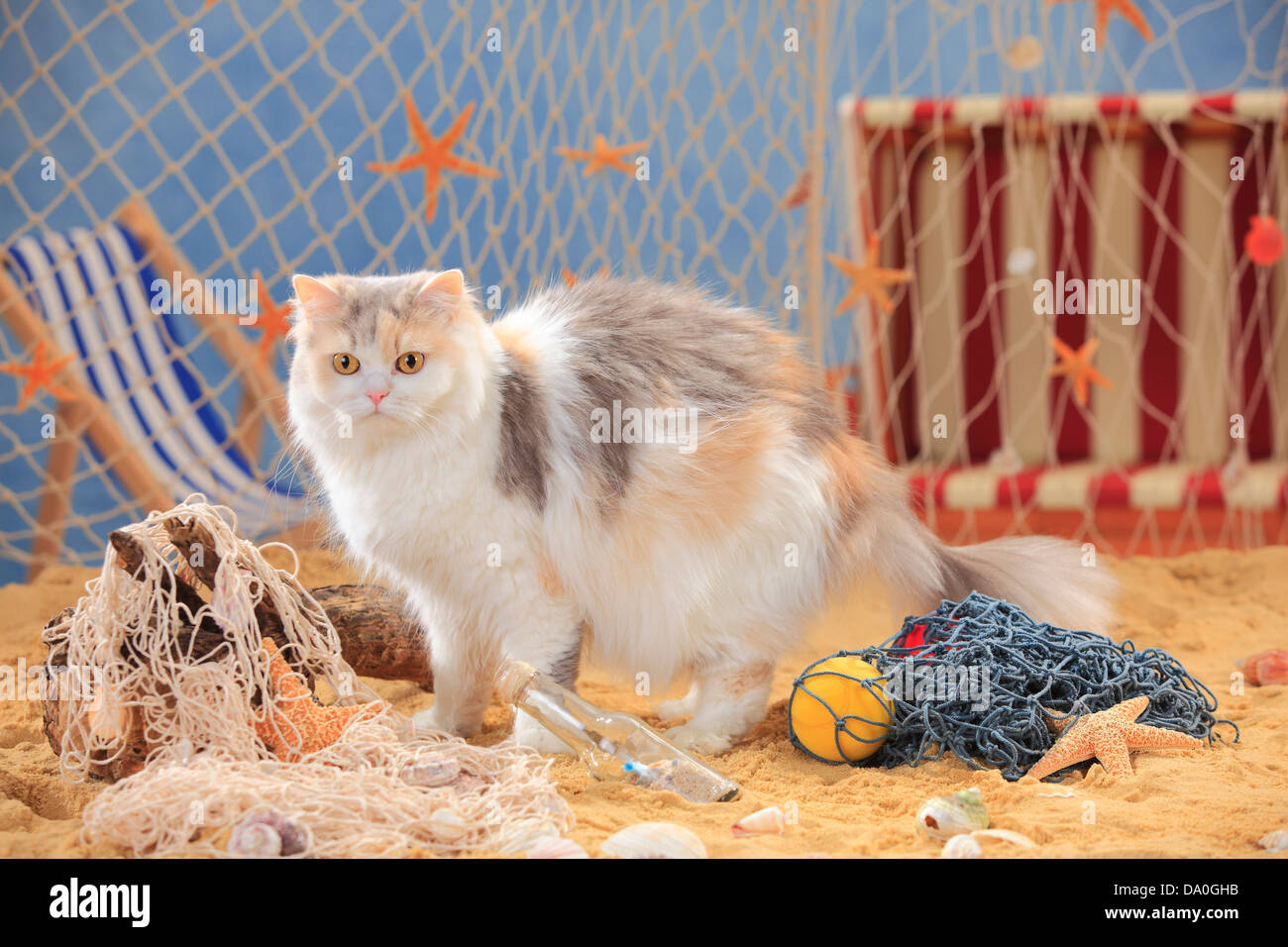 British Longhair Cat, bleu-torbie-maquereau blanc / Highlander, Lowlander, Britannica Banque D'Images