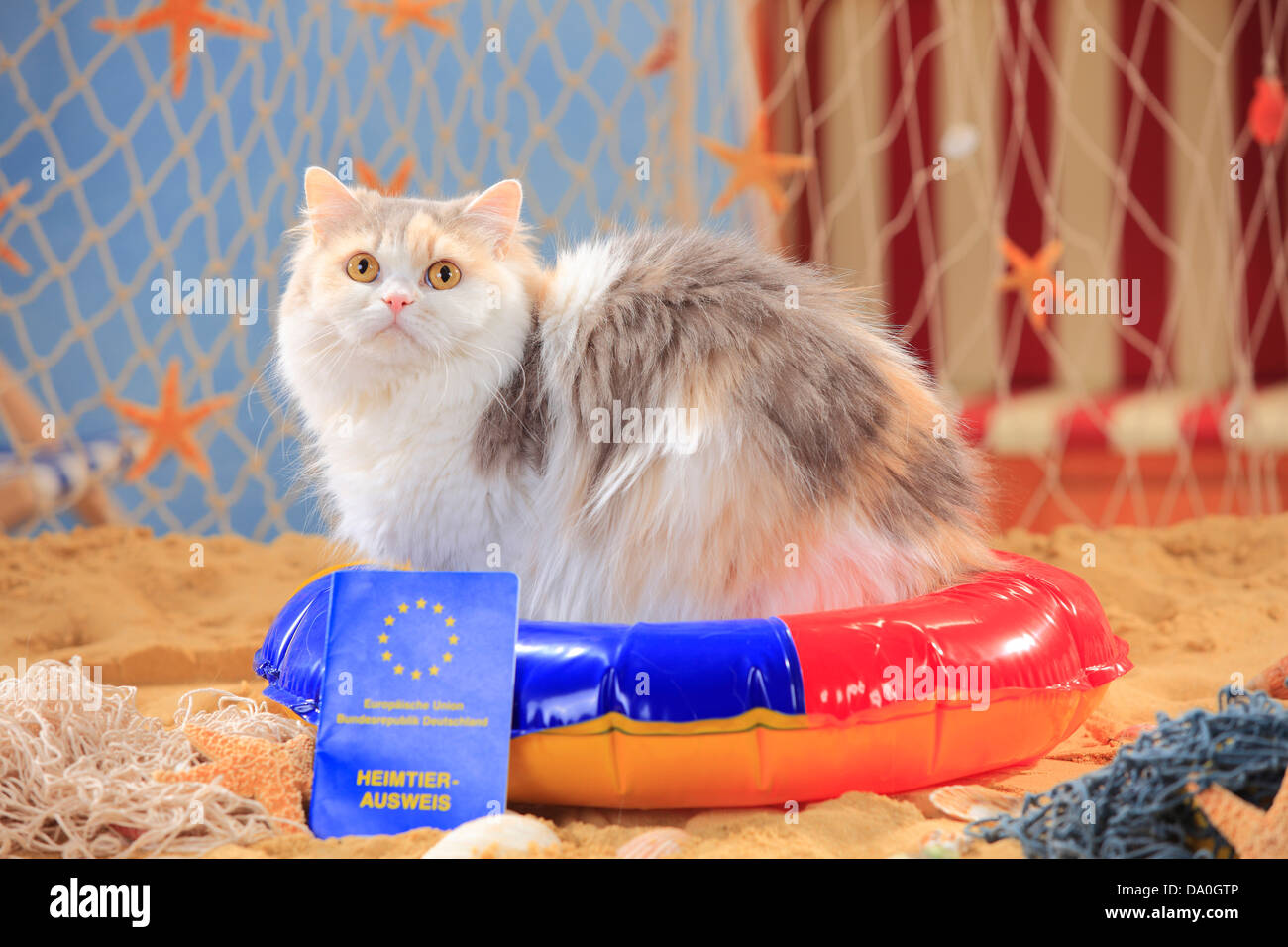 British Longhair Cat, bleu-torbie-maquereau-blanc, avec certificat de vaccination / Highlander, Lowlander, Britannica, shot notice Banque D'Images