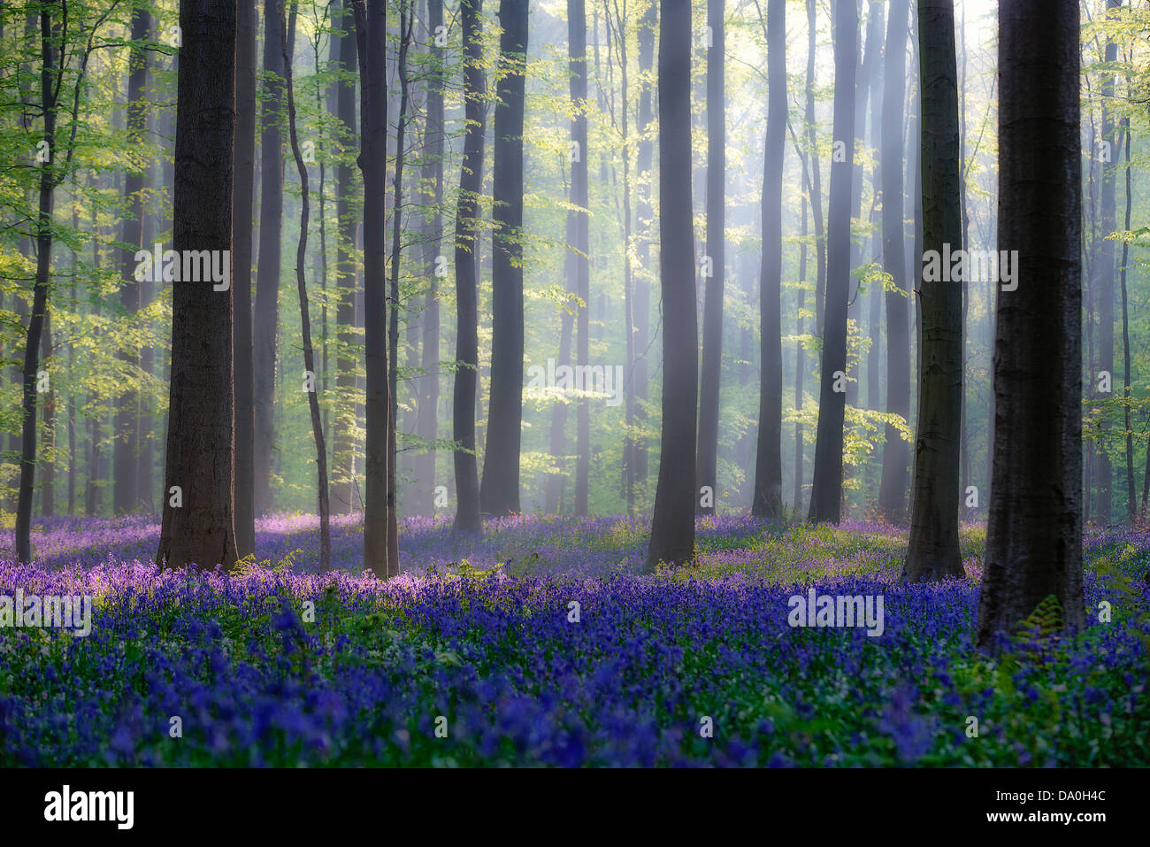 Belle Lumière du matin de printemps dans la forêt de Halle, Belgique Banque D'Images