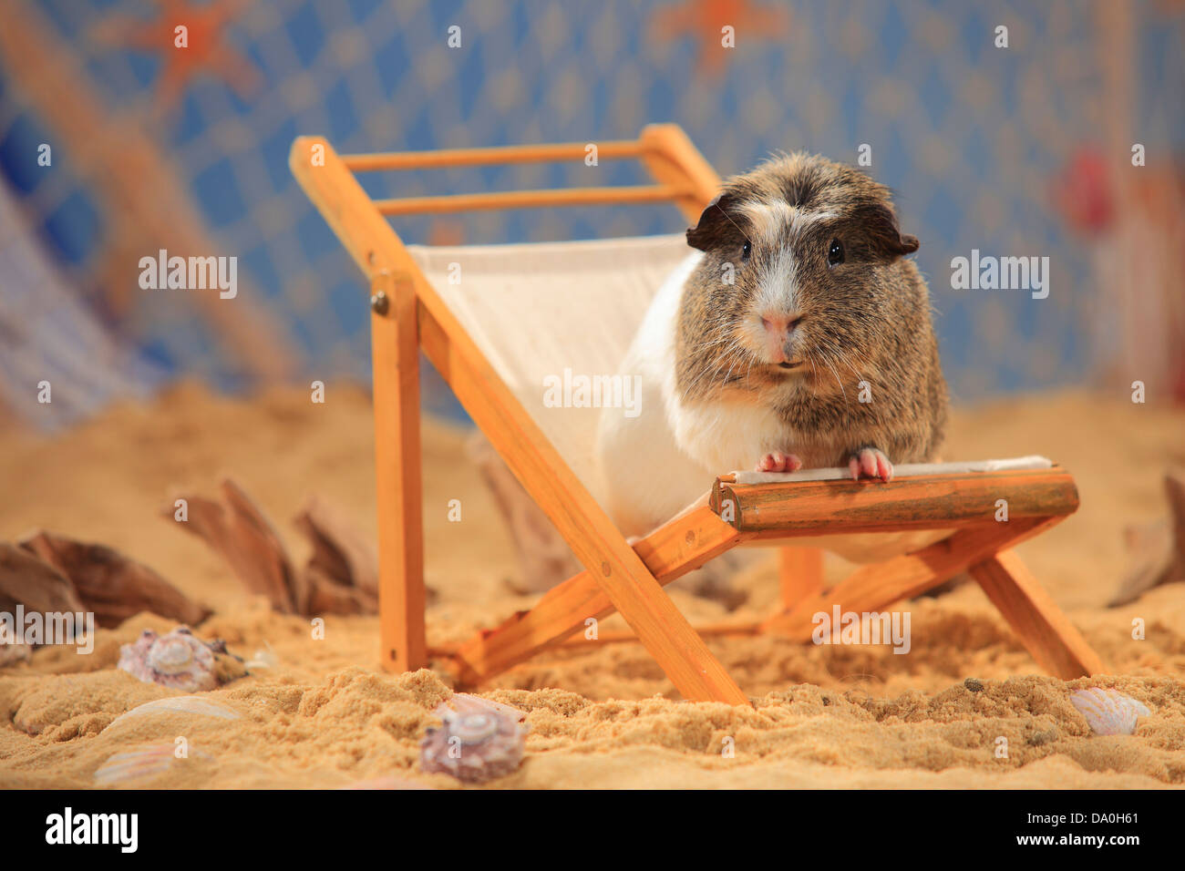 English Crested / transat |Anglais Schopfmeerschweinchen / Crested  Meerschweinchen, Liegestuhl Photo Stock - Alamy