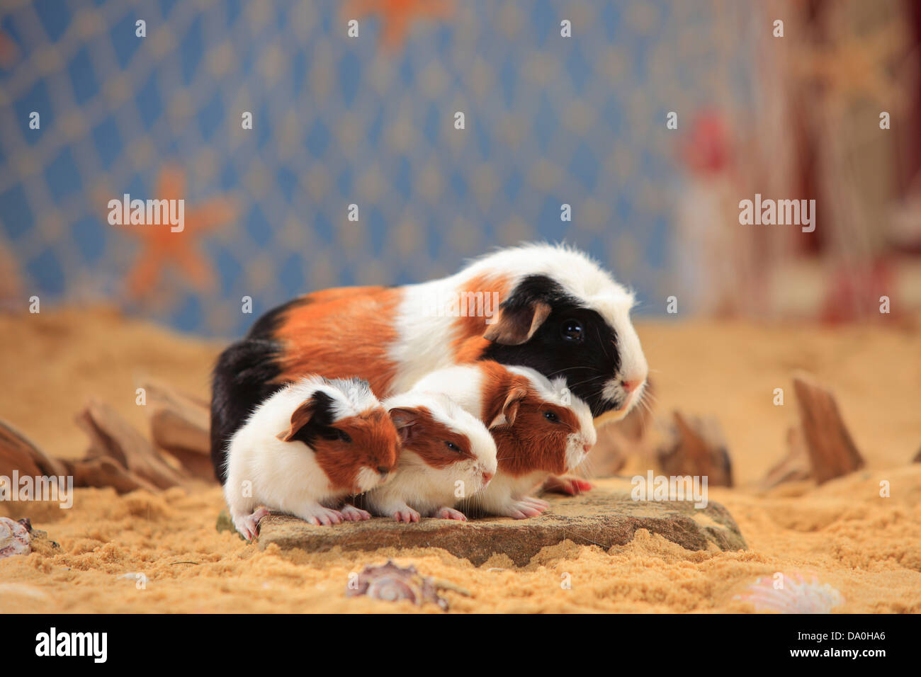 English Crested cobaye, tortie-blanc, avec des petits Banque D'Images