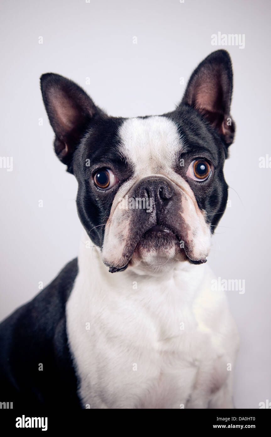 Boston terrier portrait sur arrière-plan simple Banque D'Images