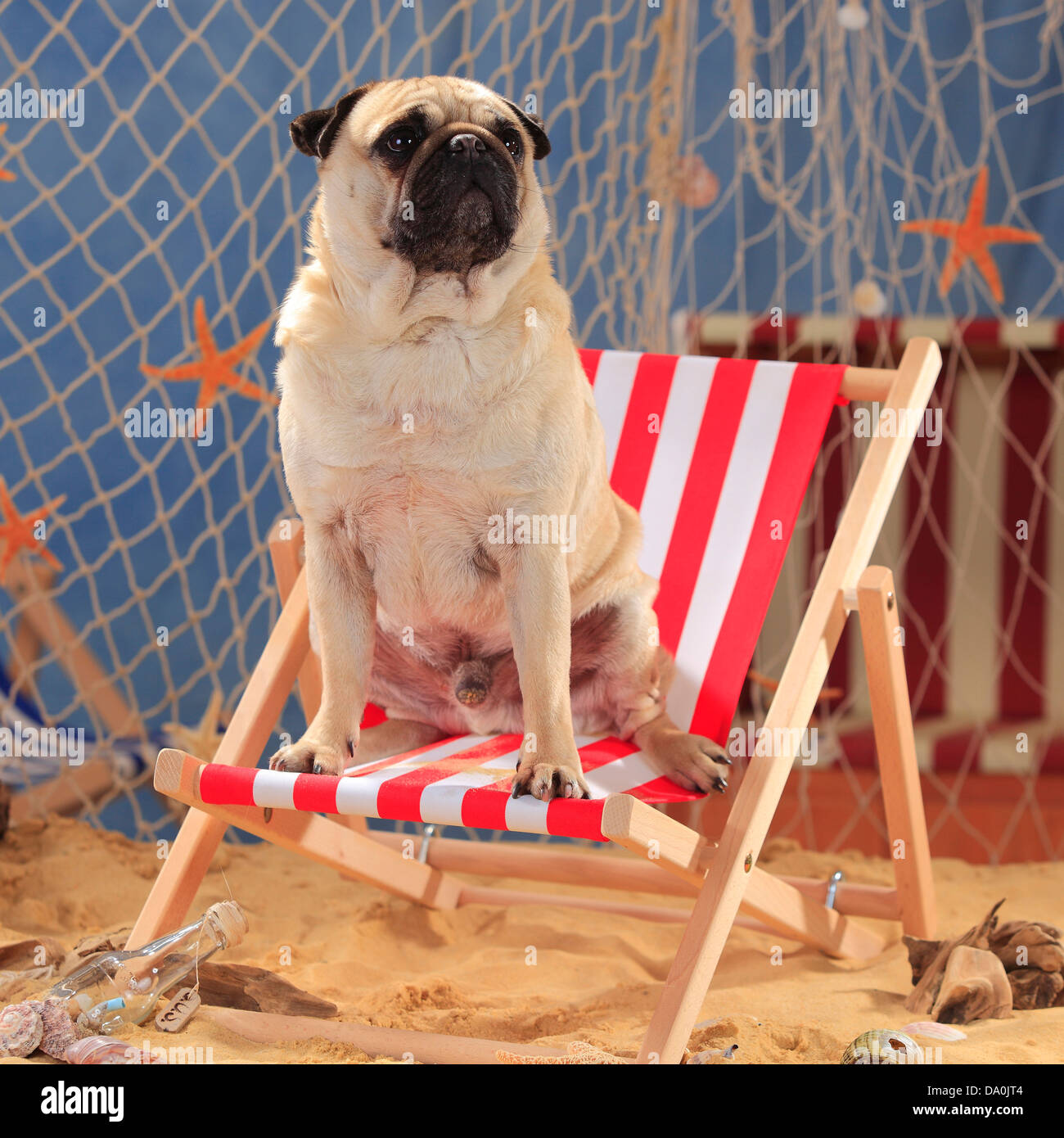 Le PUG, Transat |Mops, Ruede, Liegestuhl Banque D'Images