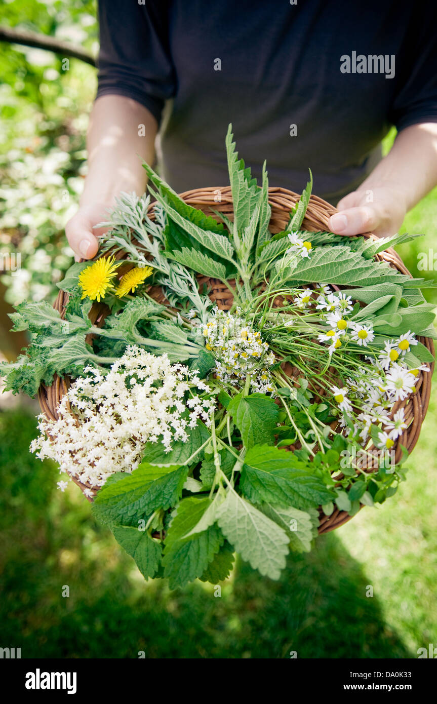 Sélection d'herbes sauvages en petit panier. Banque D'Images