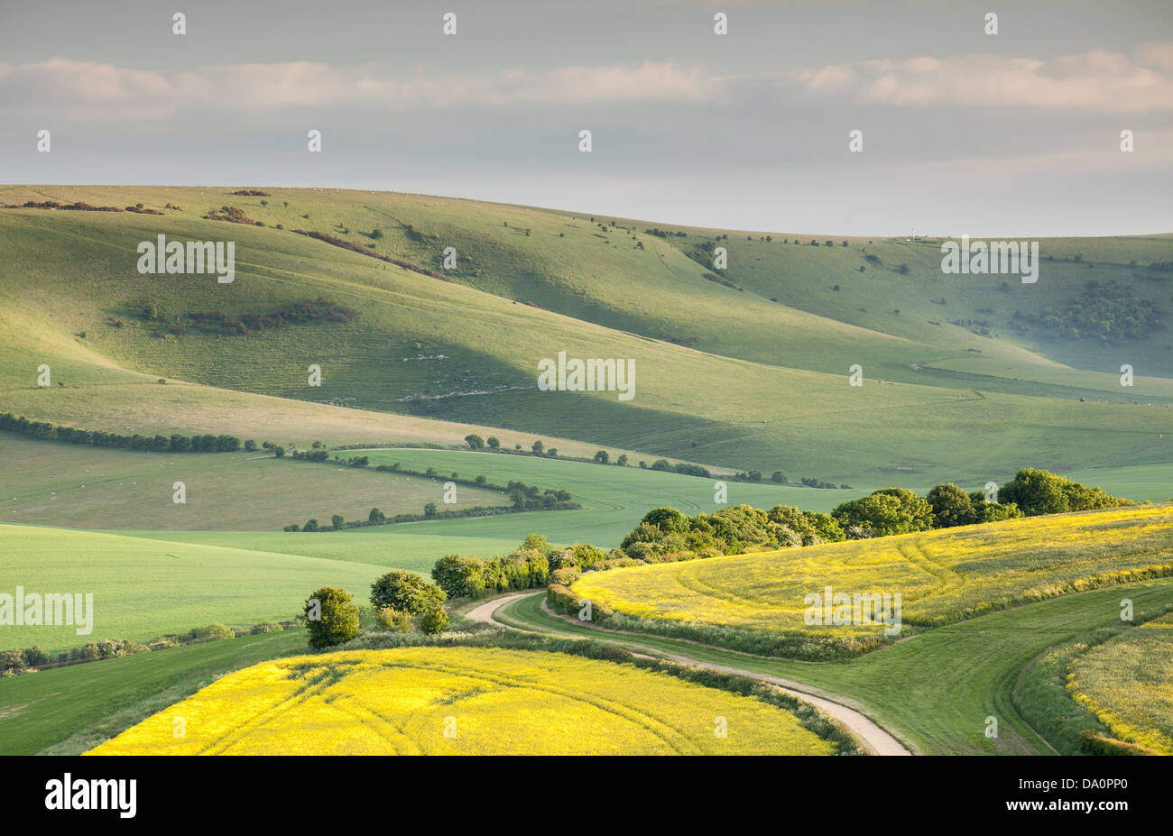 Les collines du Parc National des South Downs Banque D'Images