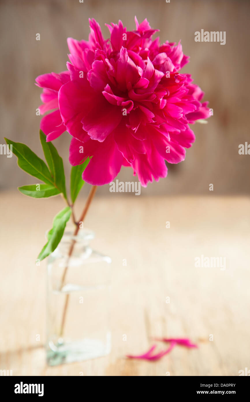 Fleur de pivoine rose Banque D'Images