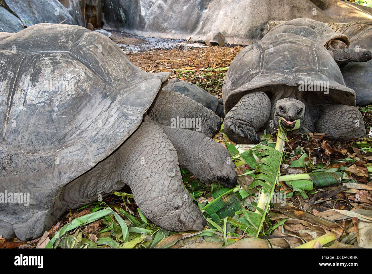 L'accouplement des tortues à l'Union européenne Plantation, l'île de La Digue, Seychelles Banque D'Images