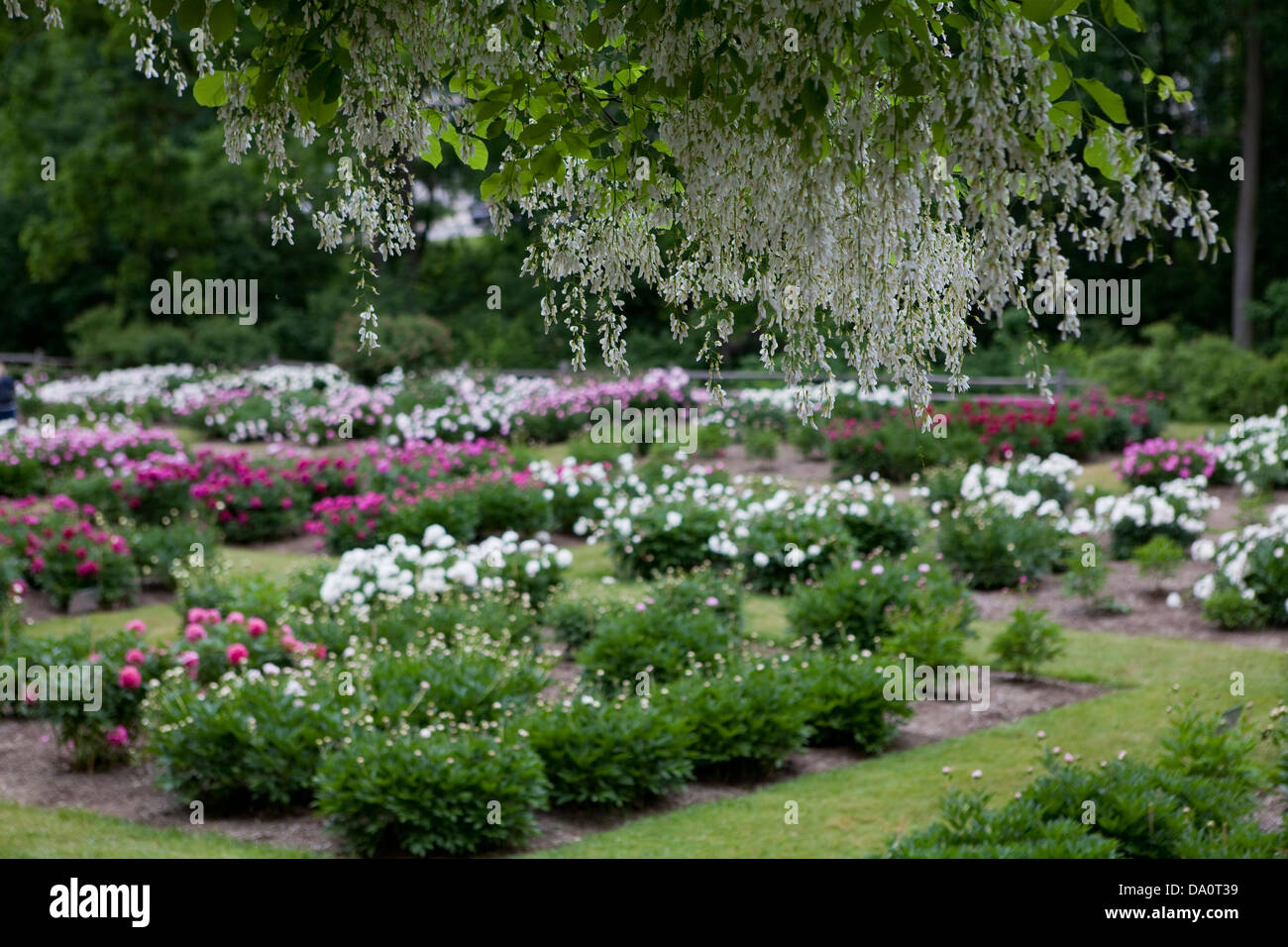 Un bois jaune 'cladrastis kentukea fabaceae' arbre et champ de pivoines