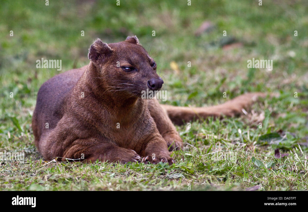 Fossa (Cryptoprocta ferox) Banque D'Images