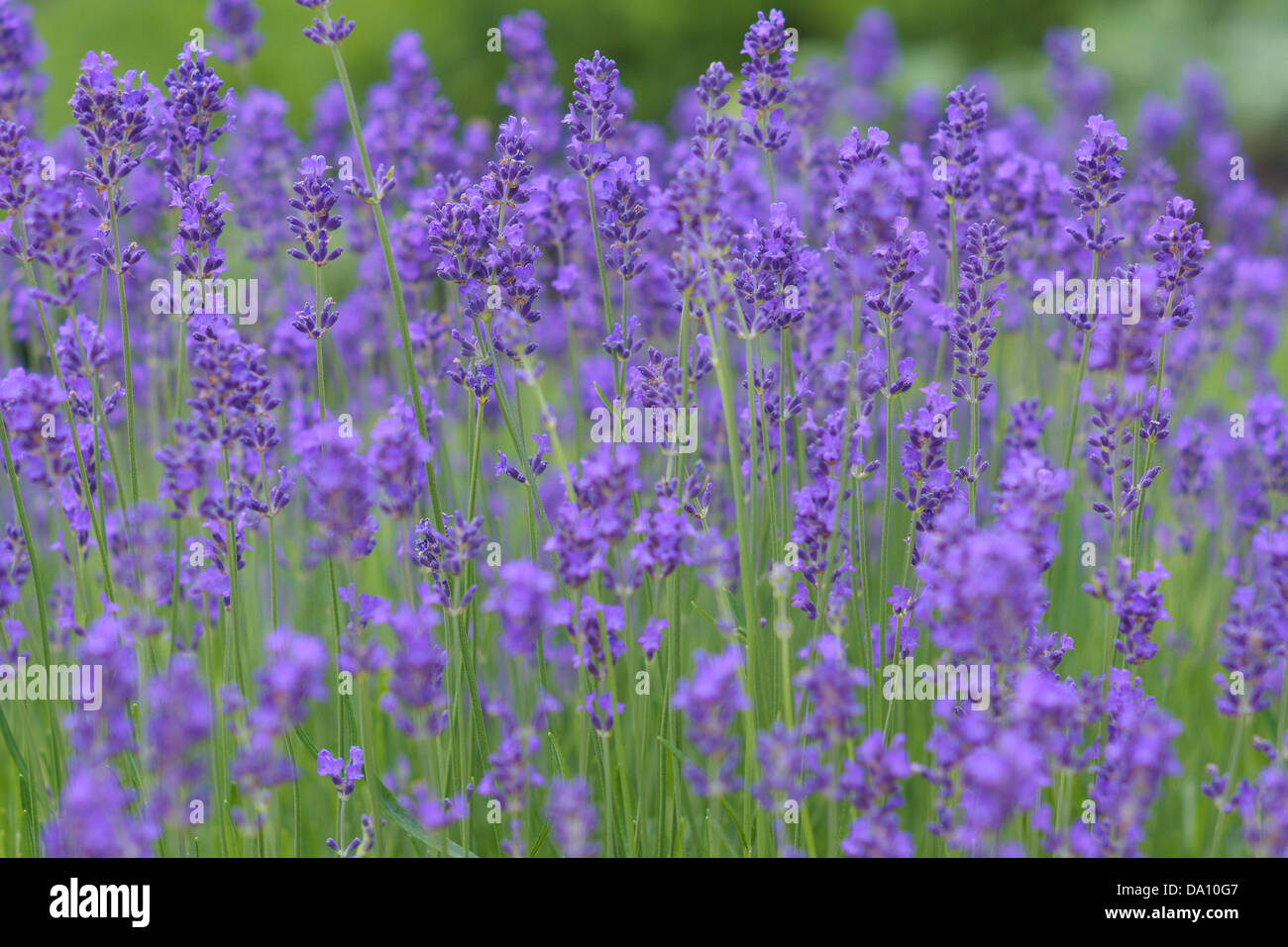 En pleine floraison lavande Lavandula angustifolia parfumé Banque D'Images