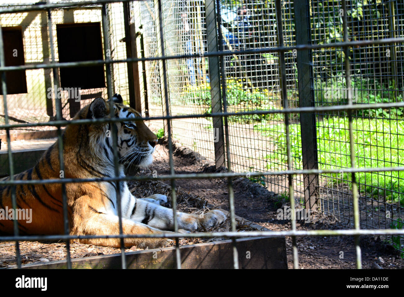 Cage tigre Banque de photographies et d'images à haute résolution - Alamy