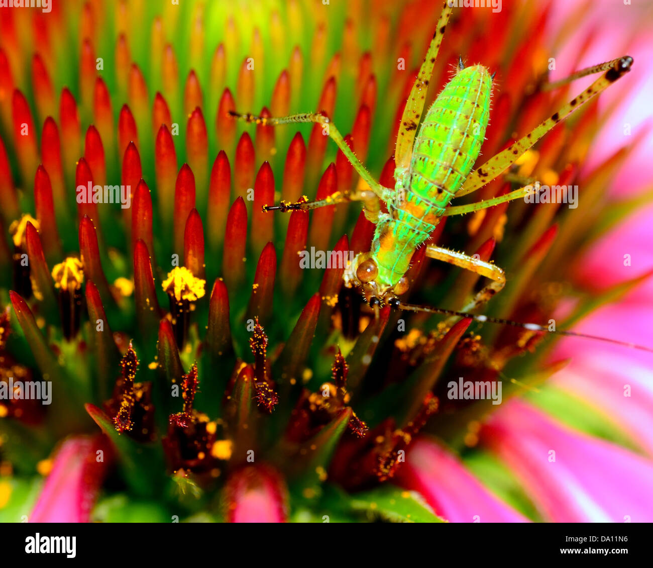 Une nymphe katydid perché sur une fleur. Banque D'Images