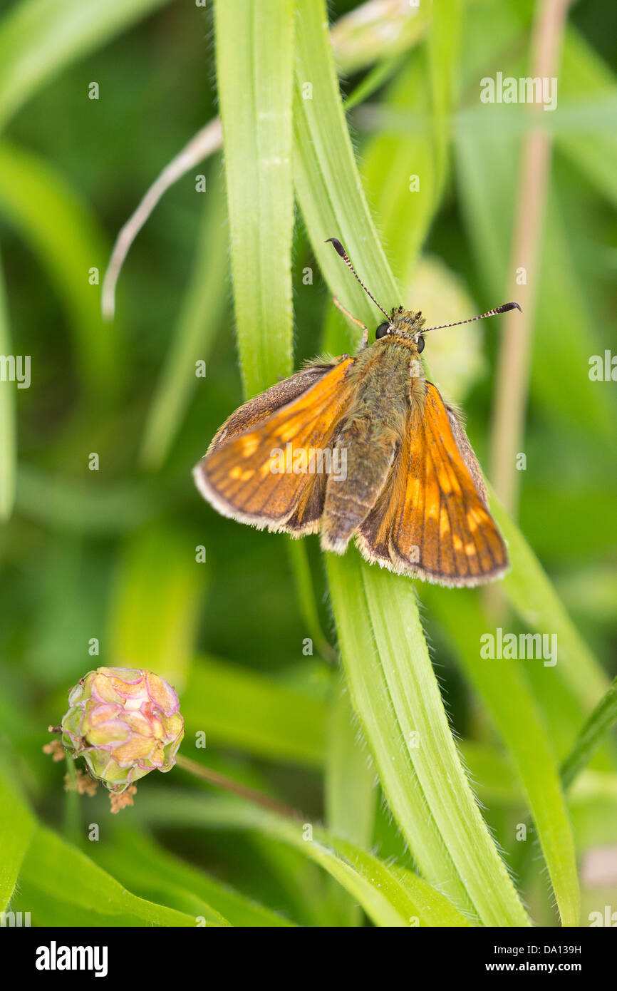 Un grand patron Ochlodes faunus (papillon), le pèlerin au début de l'été soleil sur Collard Hill dans le Somerset Banque D'Images