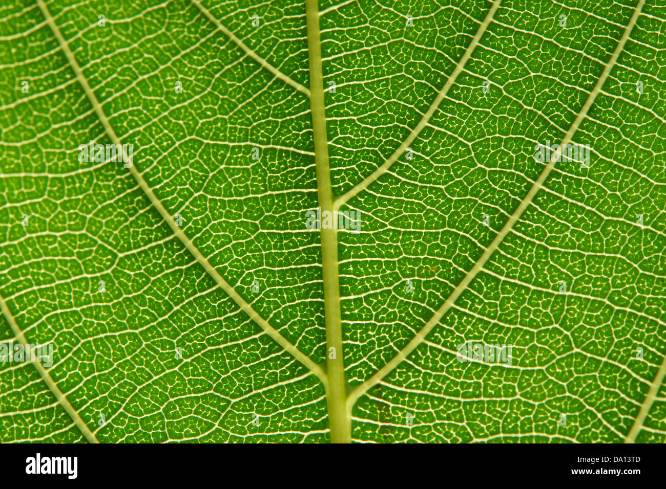 Détail d'une feuille verte Banque D'Images