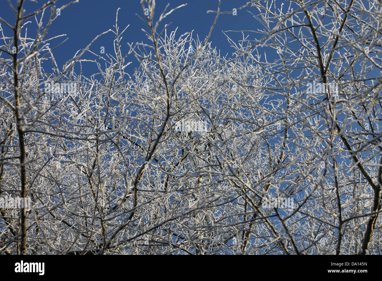 Branches givrées contre un ciel bleu clair, Banque D'Images