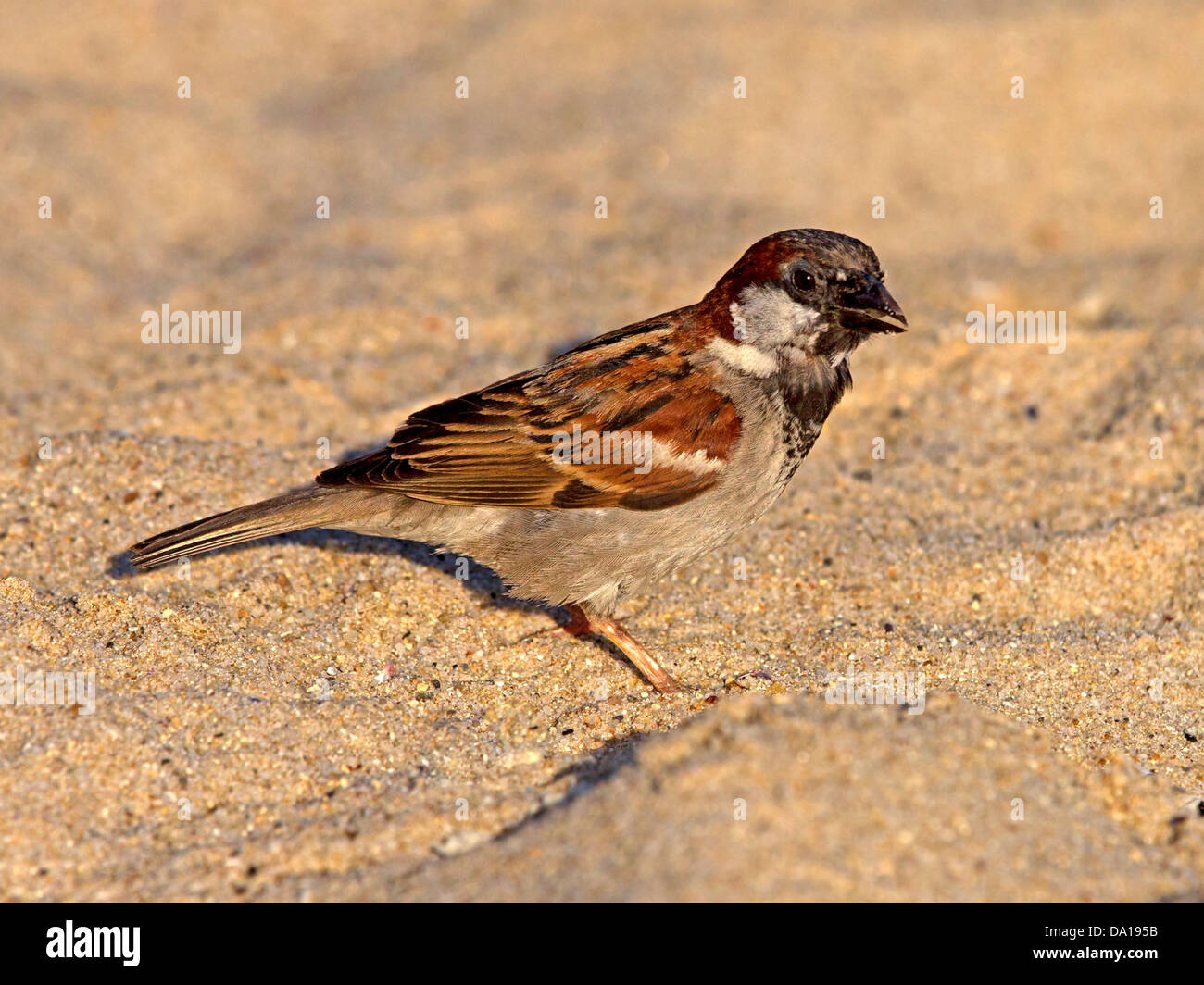 Moineau domestique mâle on beach Banque D'Images