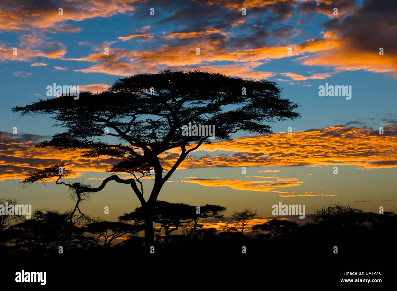 Coucher de soleil africain d'acacias, le parc national du Serengeti. Banque D'Images