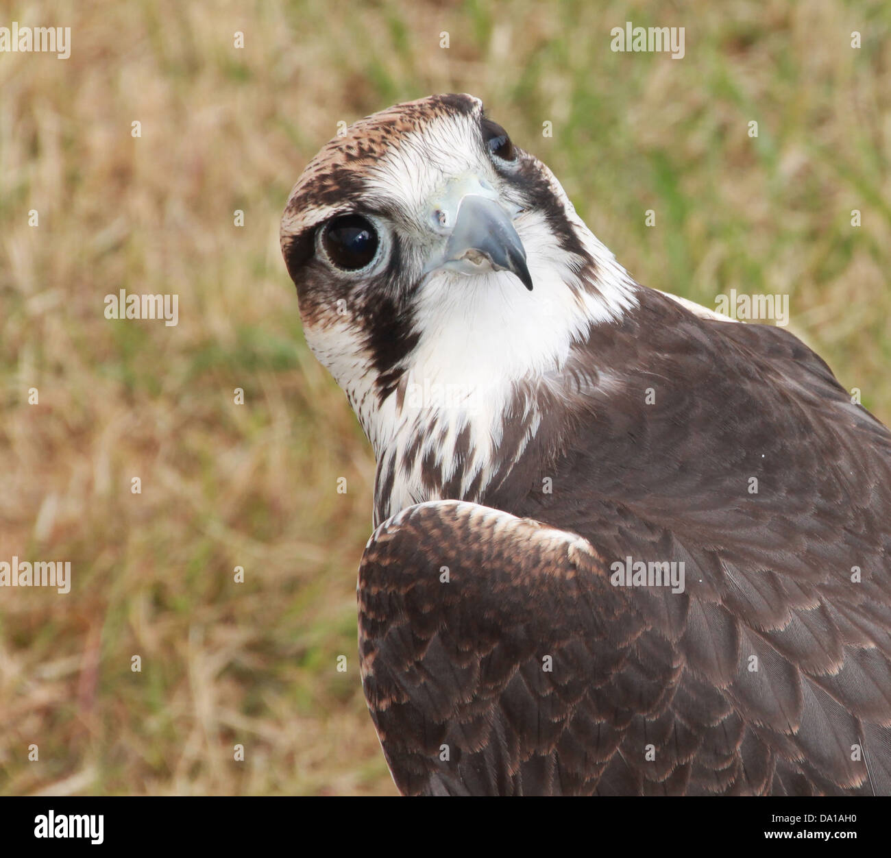 Aigle aux yeux Banque D'Images