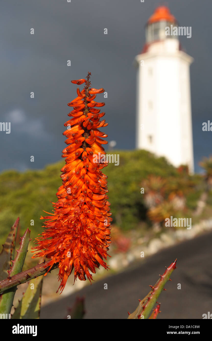 Floraison d'hiver aloe en fleur après la pluie à proximité du phare de Danger Point, Province de Western Cape, Gansbaai, Afrique du Sud Banque D'Images