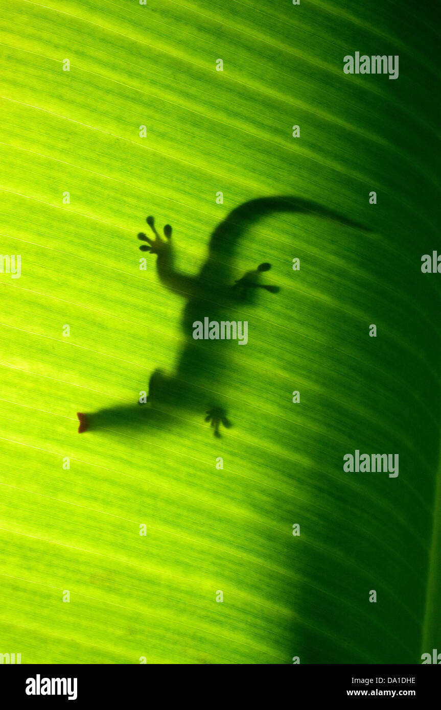 Silhouette d'un petit gecko jour Seychelles Banque D'Images