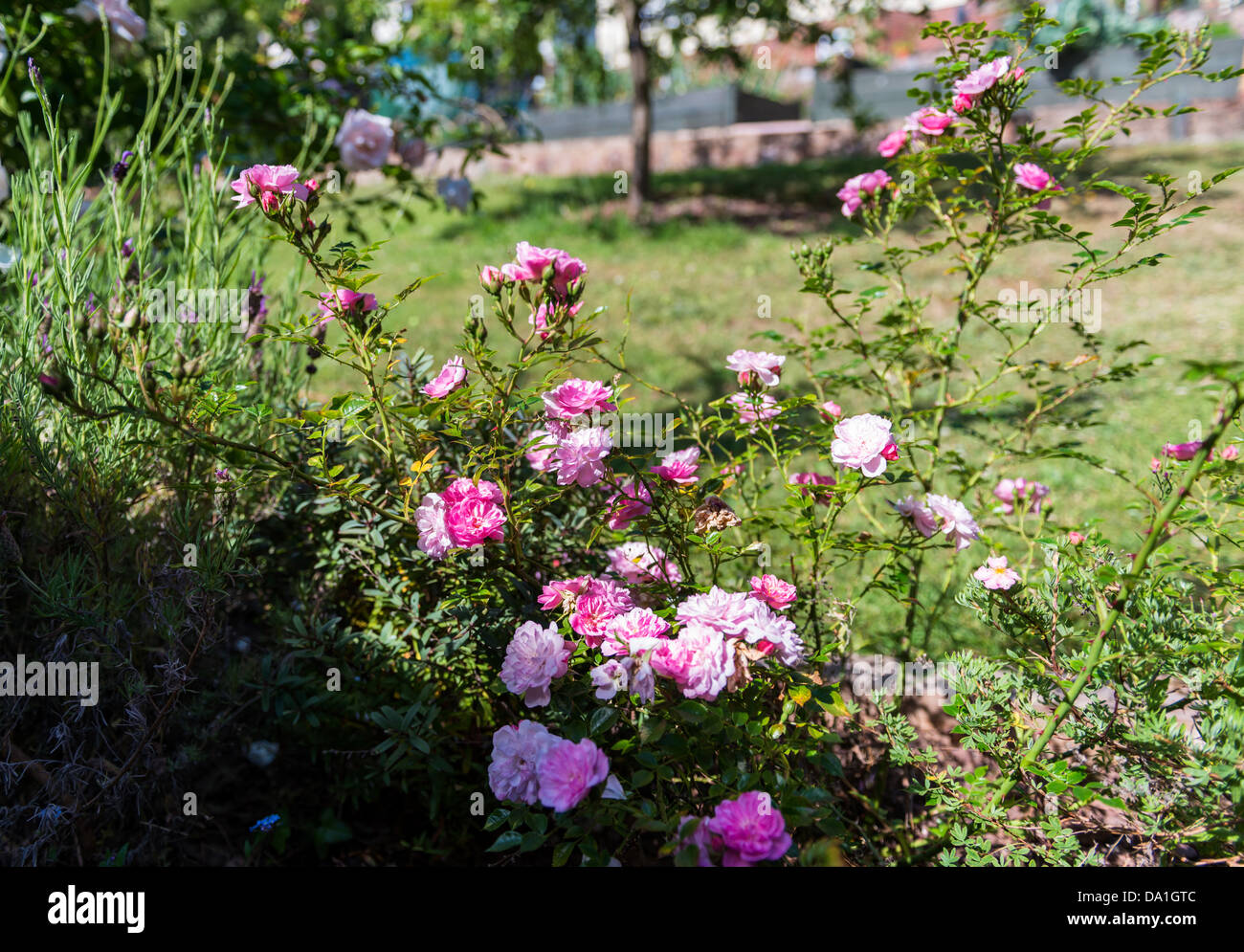 Teignmouth, Devon, Angleterre. 30 juin 2013. Ballerine rambling miniature roses dans un jardin clos. Banque D'Images