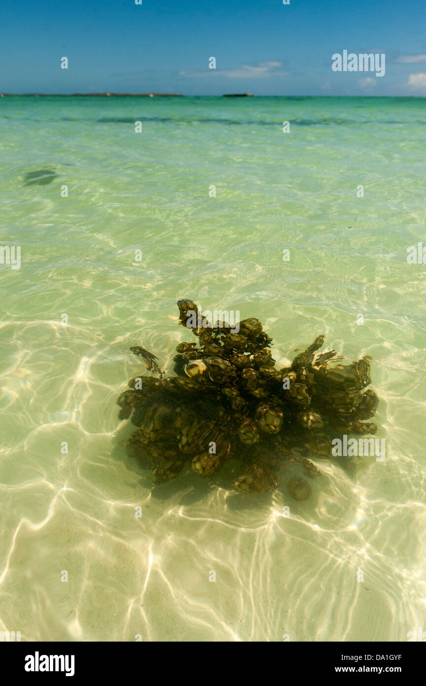 Algues flottant en mer Banque D'Images