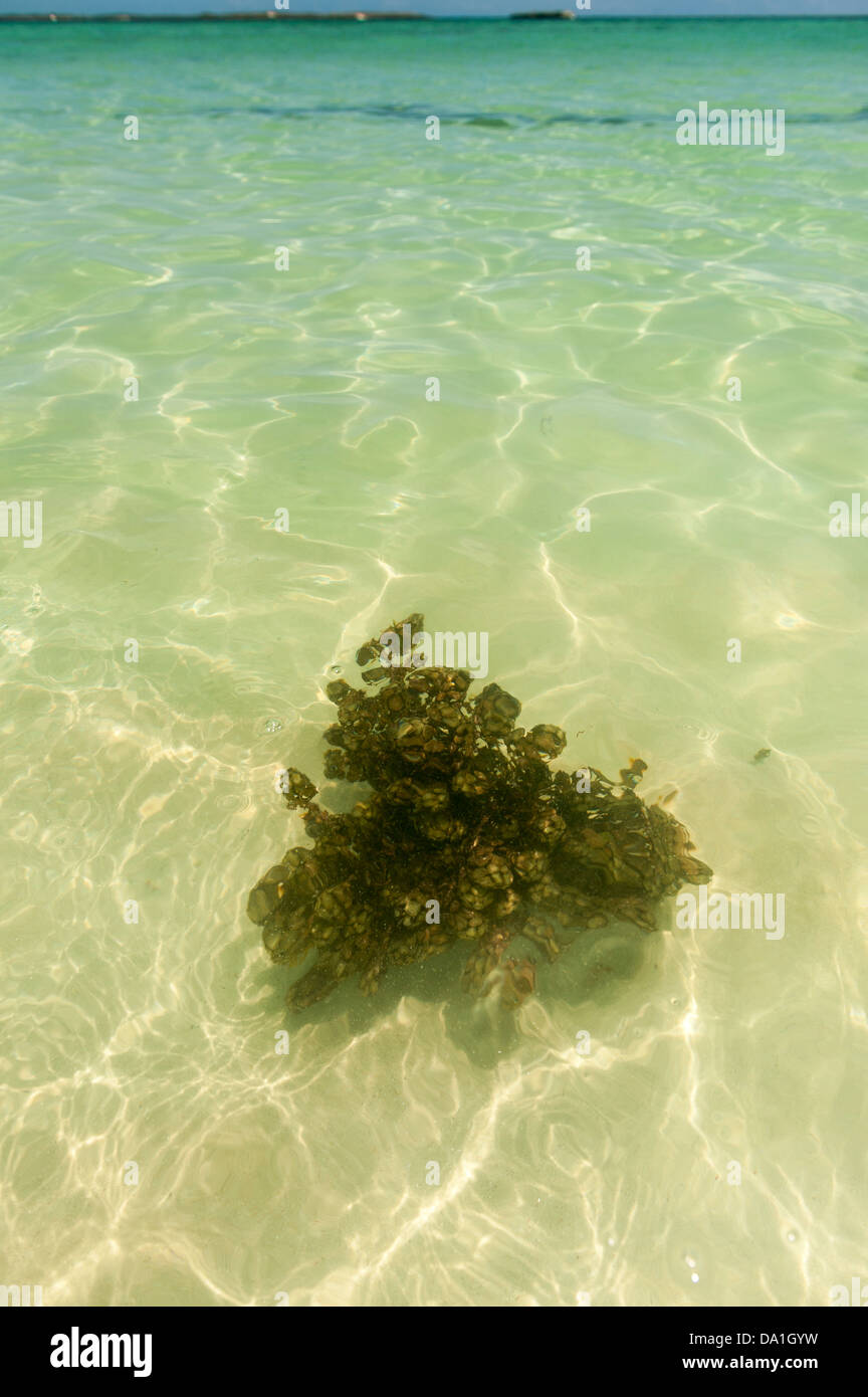 Algues flottant en mer Banque D'Images