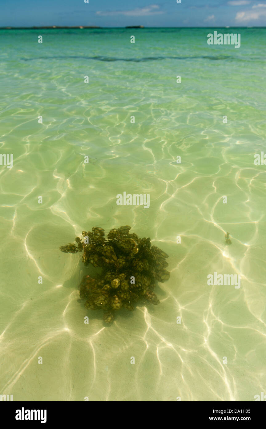 Algues flottant en mer Banque D'Images