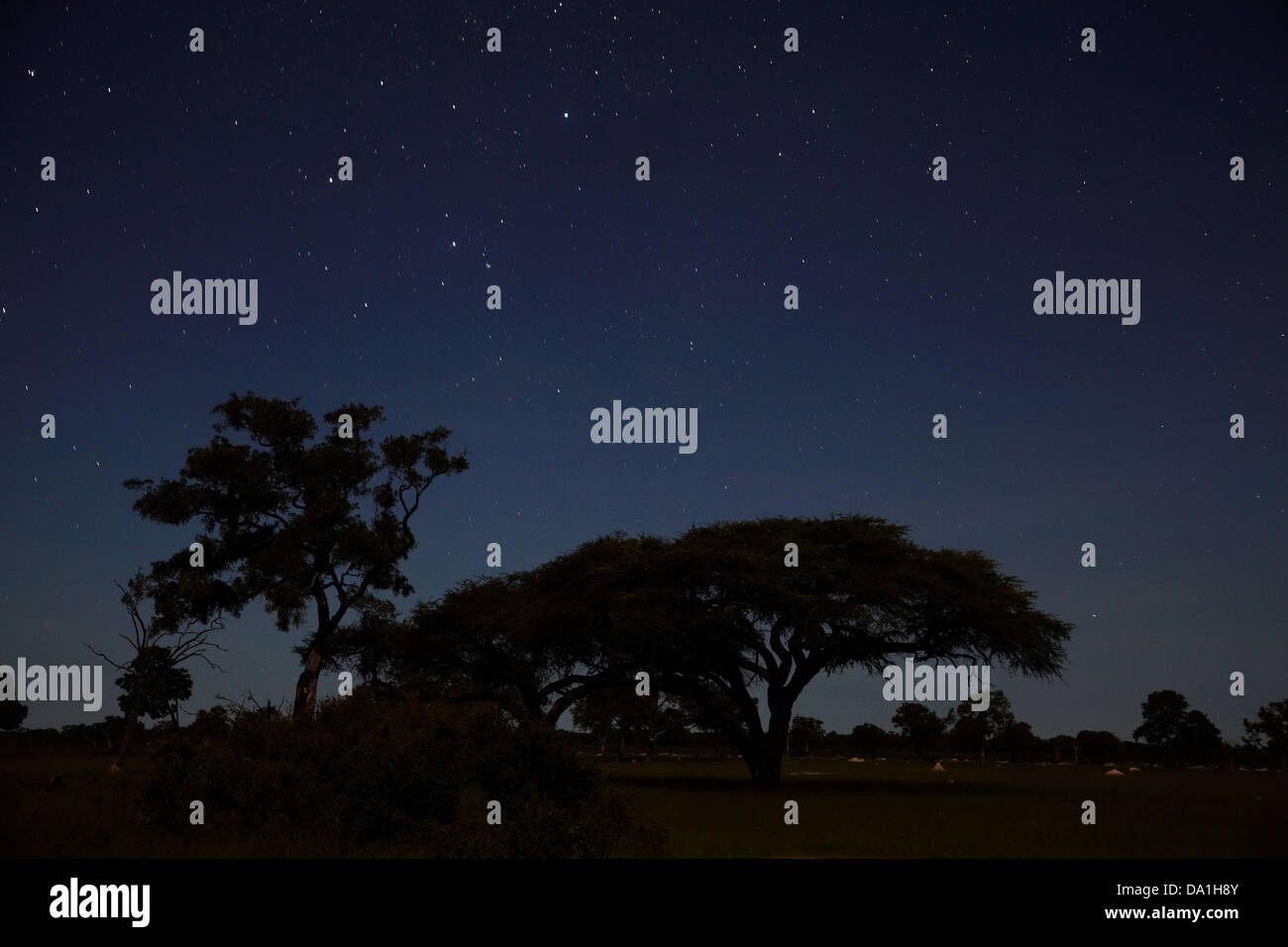 Ciel de nuit vu de l'Ngweshla Camp, parc national de Hwange, Zimbabwe, Afrique du Sud Banque D'Images