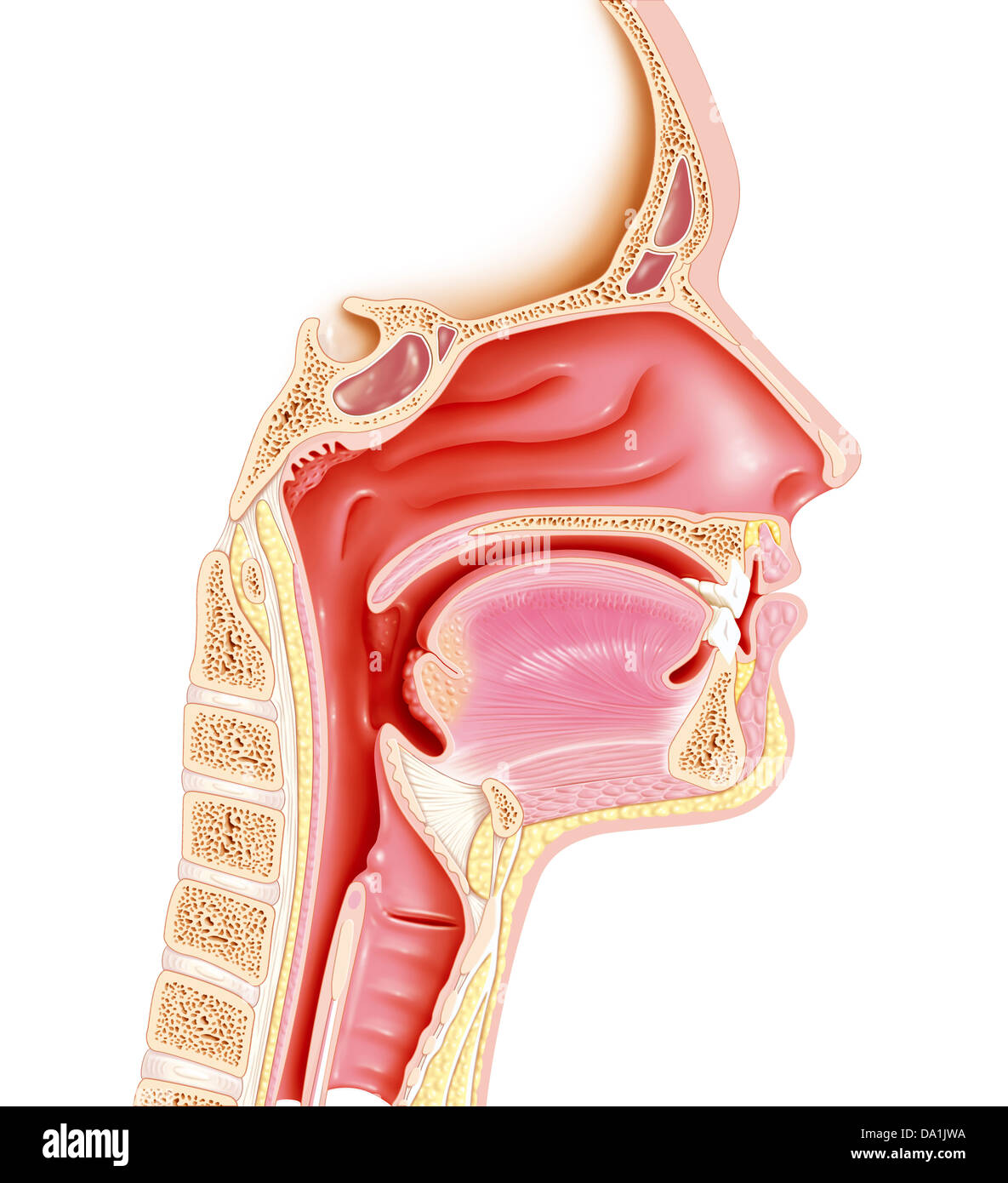 ENT, ILLUSTRATION Banque D'Images