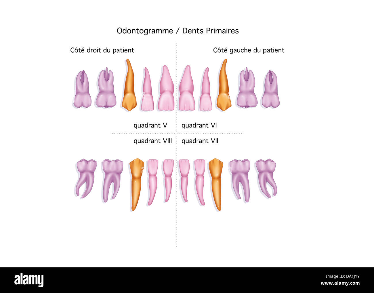 Dent de lait, dessin Banque D'Images