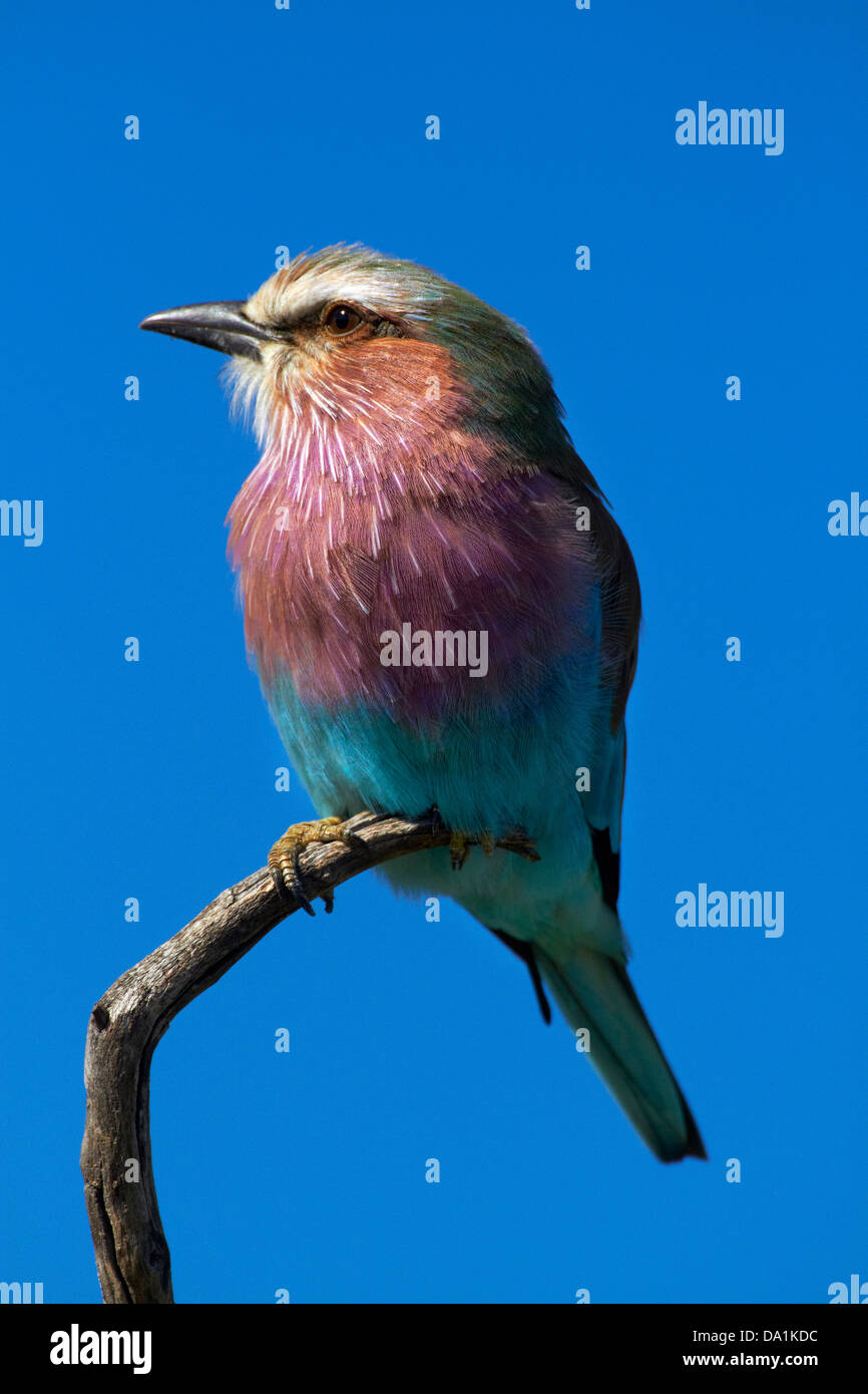 Lilac-breasted Roller (Coracias caudatus), le parc national de Hwange, Zimbabwe, Afrique du Sud Banque D'Images