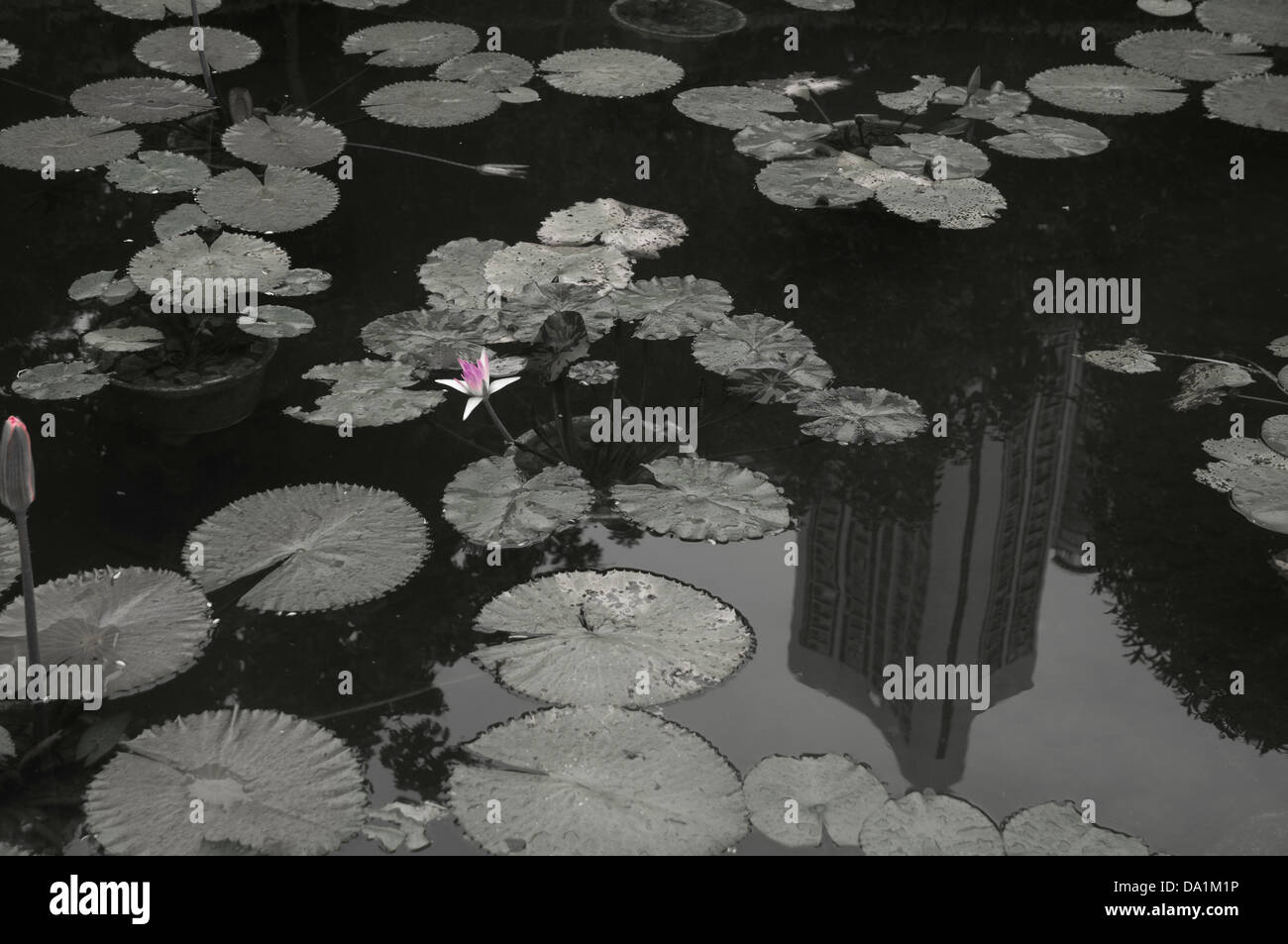 Nénuphar Lotus flower au hong kong garden Banque D'Images