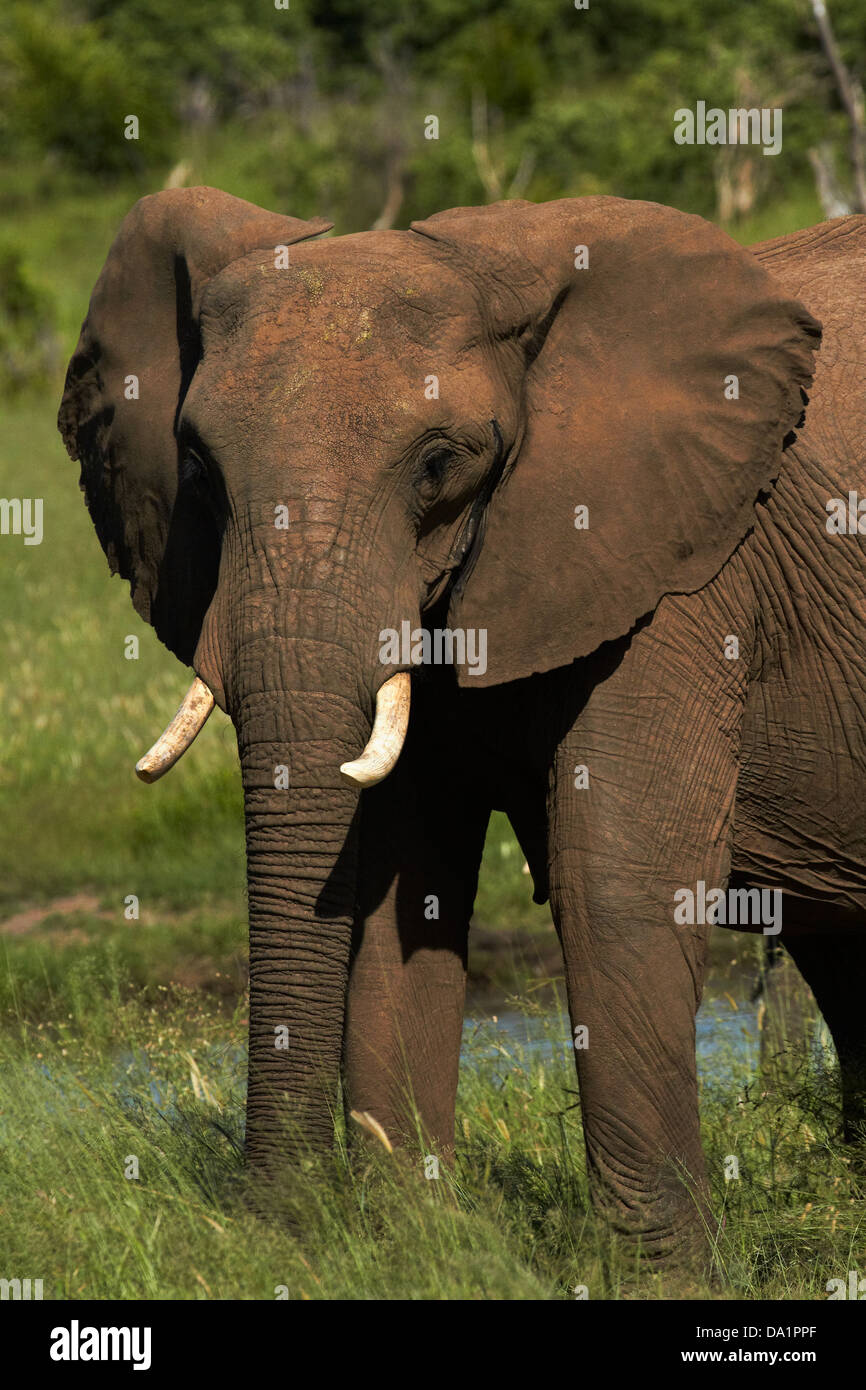 Elephant (Loxodonta africana), le parc national de Hwange, Zimbabwe, Afrique du Sud Banque D'Images