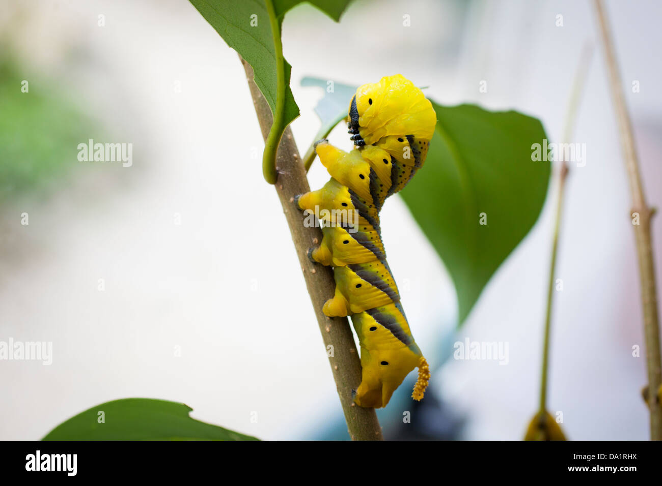 Tête de mort jaune (sphynx Acherontia atropos) chenille (larve) manger une feuille. Banque D'Images