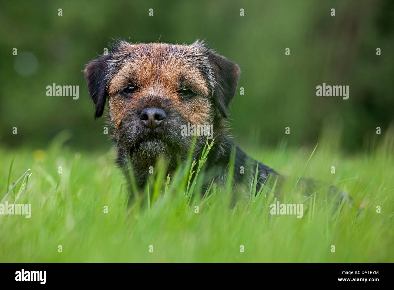 Border Terrier (Canis lupus familiaris) dog lying in meadow Banque D'Images