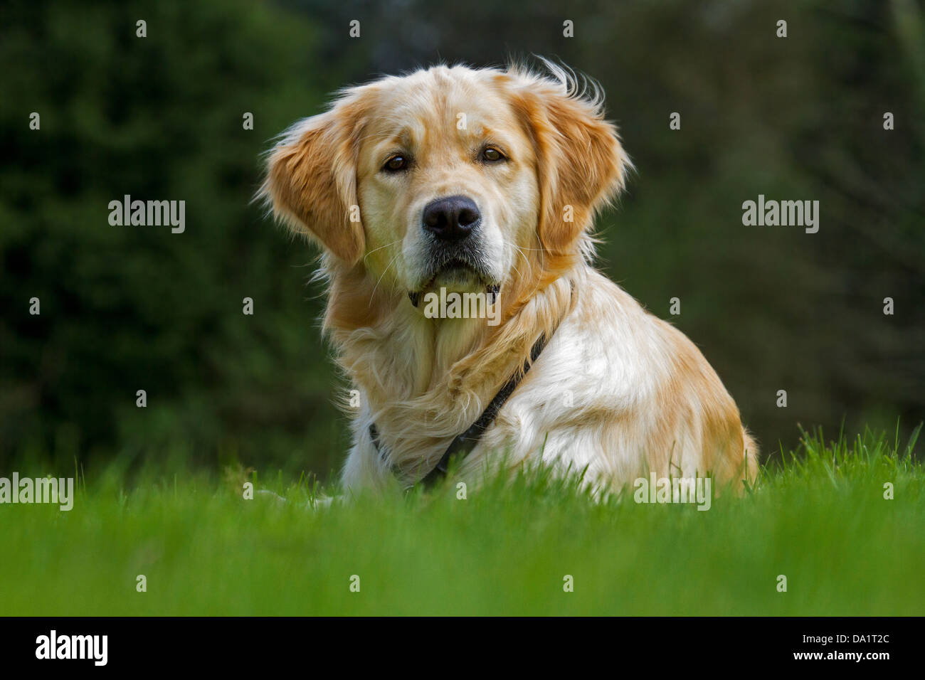 Golden retriever (Canis lupus familiaris) dog lying on lawn in garden Banque D'Images