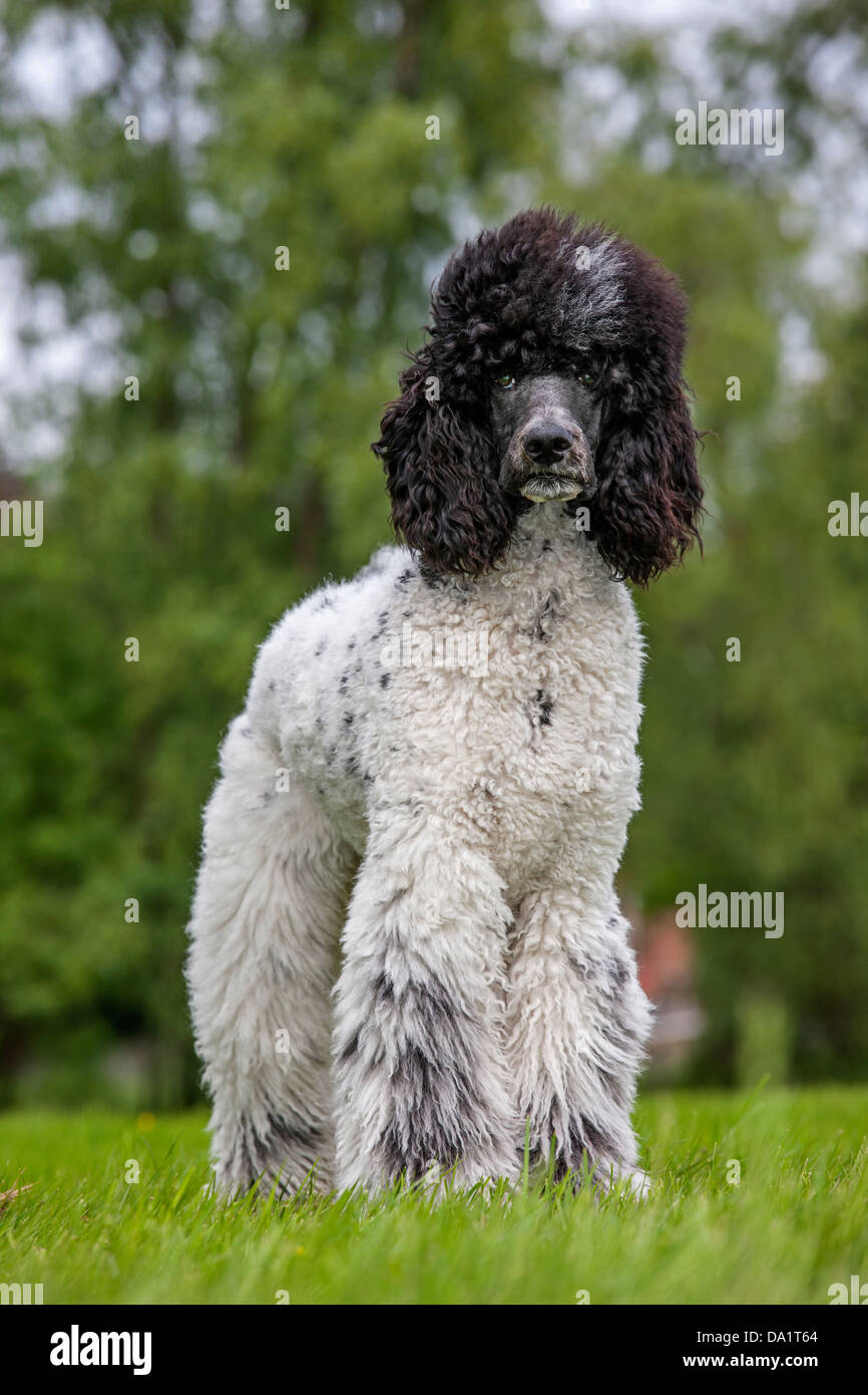 Arlequin noir et blanc poodle (Canis lupus familiaris) in garden Banque D'Images