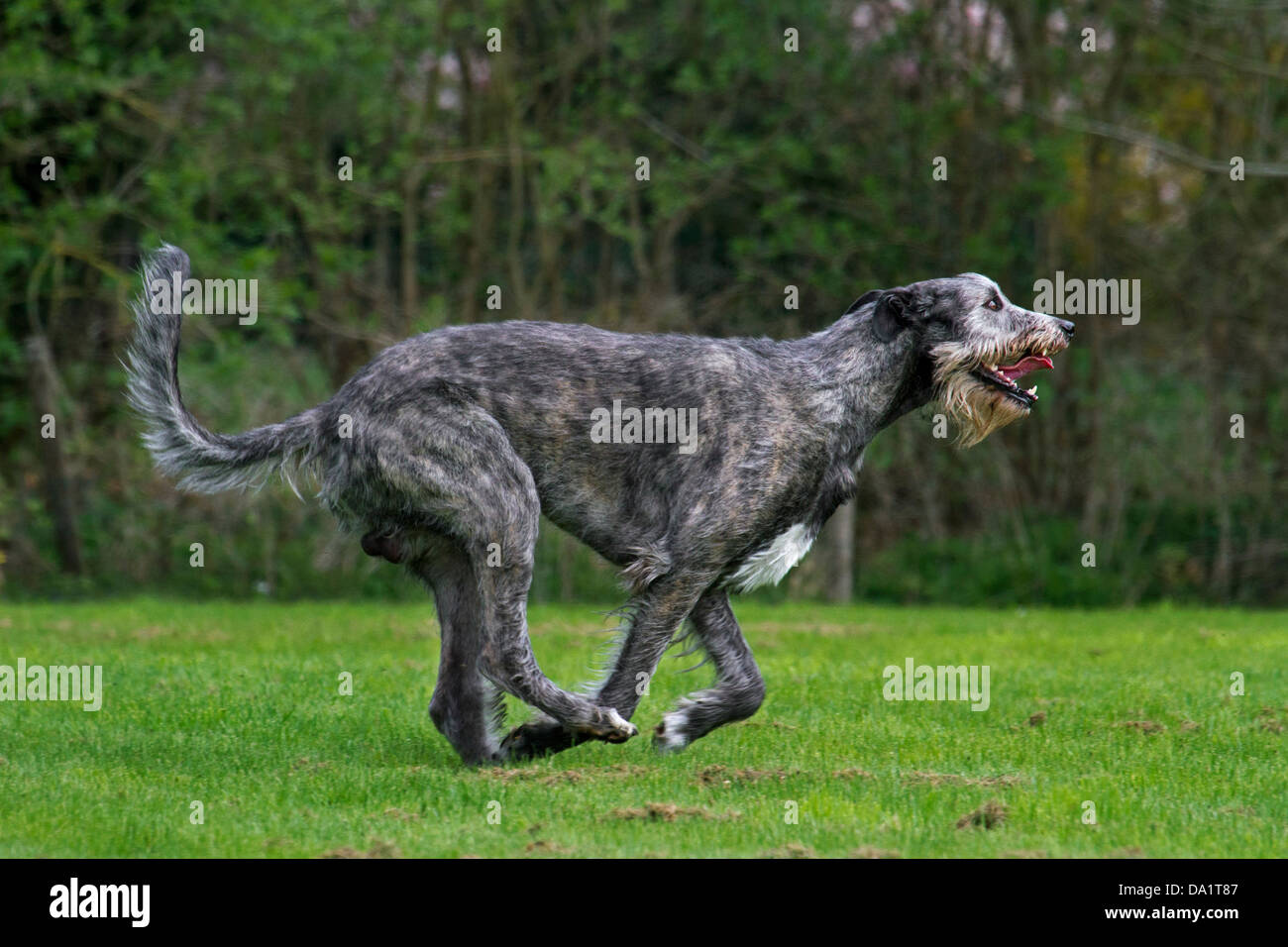 Irish Wolfhound (Canis lupus familiaris) s'exécutant dans jardin Banque D'Images